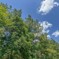 56 Acres CR 364 T-2 images 2