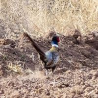 Mountain View Farm images 5