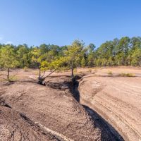 Hunting and Recreational Paradise in East Texas - Price Reduced images 3