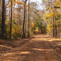 Pineywoods Ranch 613 images 2