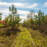 Pineywoods Ranch 613 images 4