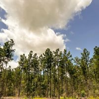 28 Acres T-1 Kelley Road images 2