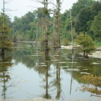 Trophy Delta Deer and Duck Hunting Memberships Available