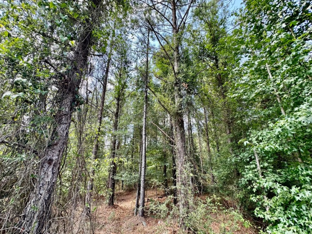 40 acres - in Chilton County featured image