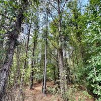 40 acres - in Chilton County images 1