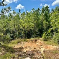 40 acres - in Chilton County images 3