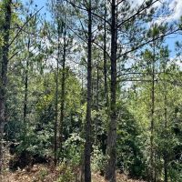 40 acres - in Chilton County images 4