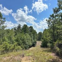 40 acres - in Chilton County images 5