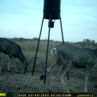 Texas Mule Deer lease or guided hunt.&nbsp; 4,000 Acres Hog , Whitetail , Turkey hunts also