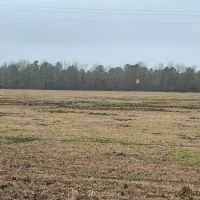 LA - Catahoula 95 acres - images 2