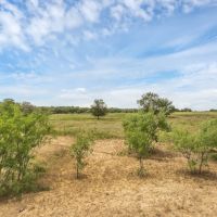 1329 Ilka Rd Seguin TX 78155 images 5