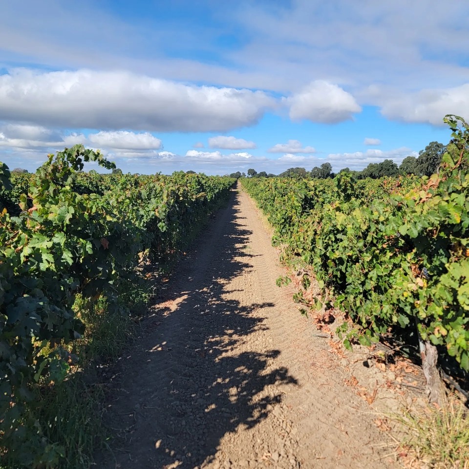 Kile Road Vineyards featured image