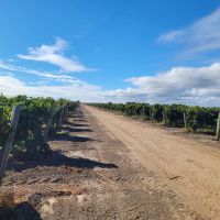 Kile Road Vineyards images 5