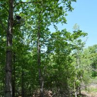 672.7 Acres - Gray Squirrel Ranch Oklahoma Hunting Land images 2