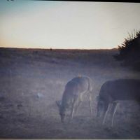 585 Acre Hunting Lease