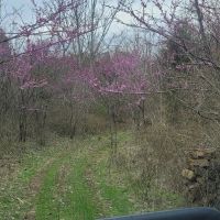 BUFFALO CREEK 160 WITH LEGAL ACCESS images 3