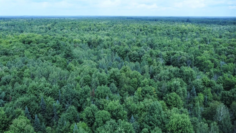 Price County Wisconsin 80 Acres For Sale featured image