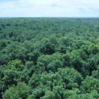 Price County Wisconsin 80 Acres For Sale images 4