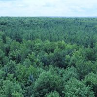 Price County Wisconsin 80 Acres For Sale images 5