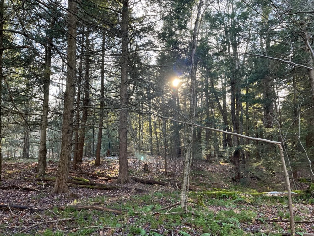5-acre Wooded Creek Front Land Pitcairn NY featured image