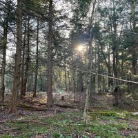 5-acre Wooded Creek Front Land Pitcairn NY