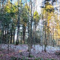 5-acre Wooded Creek Front Land Pitcairn NY images 3