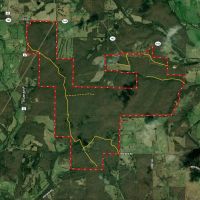 Timber Land for Sale