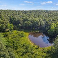 Timber Land for Sale images 2