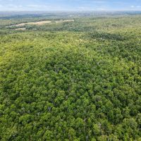 Timber Land for Sale images 4