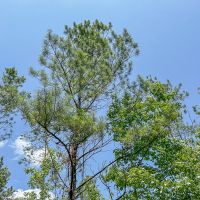 32 Acres CR 364 T-5 images 5