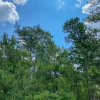 411 Acres Hwy 59 images 4