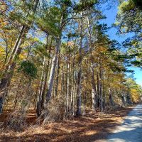 113 Acres Hwy 37 T-6 Kiskadee images 3
