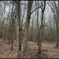 160 Acres in East Carroll Parish in Lake Providence LA images 5