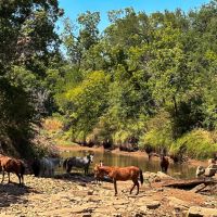 42 - Acres ....Cabin 1000 ft Pecan Bayou frontage Hunting Fishing Oaks More images 2