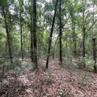 14 Acres in Harrison County in Saucier MS images 2