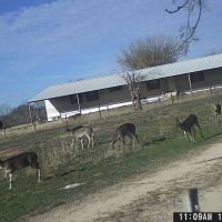 Lampasas Riverfront Hunting Ranch Evant Texas