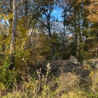 LA - West Carroll 40 acres - images 3
