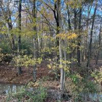 LA - West Carroll 40 acres - images 4