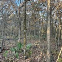 LA - West Carroll 40 acres - images 5