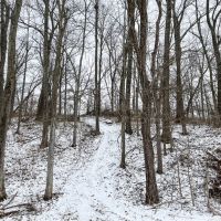 Pike County Illinois 78 Acres For Sale images 5