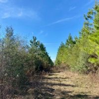 Perfect 35 acres Archie Boyd Road NPSD images 3