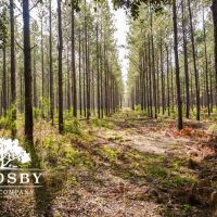 Bull Pond Road Tract images 2