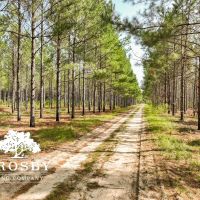Bull Pond Road Tract images 5