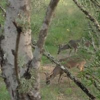 South Texas Lease for Bow Hunters - Year Round
