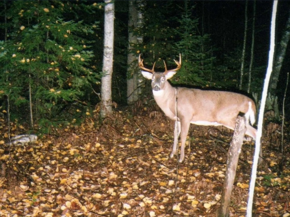 Hunting Land for sale in Iron County Wisconsin featured image