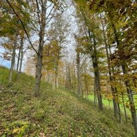 2 acres Building Lot with Fields and Woodlands in Woodhull NY Colvin Hill Road with Owner Financing images 3