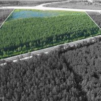 30 acres in Waycross - water and pines - Valdosta Hwy images 2