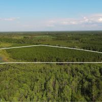 30 acres in Waycross - water and pines - Valdosta Hwy images 3