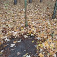 Buildable Hunting and Crop Land Isabella County MI