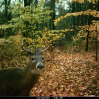 Buildable Hunting and Crop Land Isabella County MI images 2